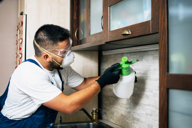 Best Termite Control Services  in Clarion, IA